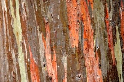 La Xunta aplicará 60 toneladas de corteza de eucalipto en el río Umia para evitar el aumento de cianobacterias