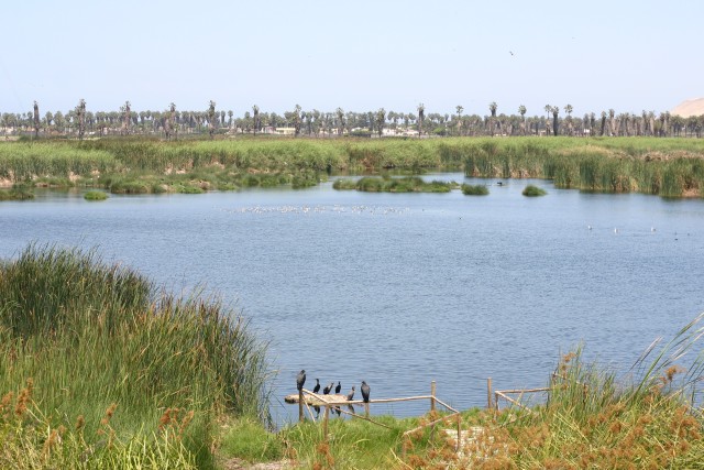 Tres mil negocios cercanos a Pantanos de Villa promoverán conservación de humedal