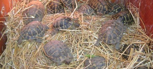 Baleares y Comunidad Valenciana colaboran en la recuperación de la tortuga mediterránea