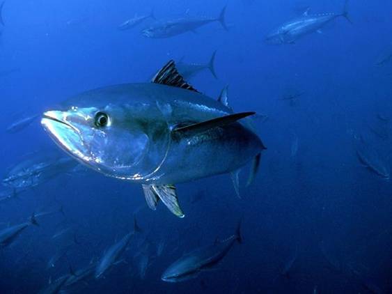 Andalucía quiere pescar más atún rojo