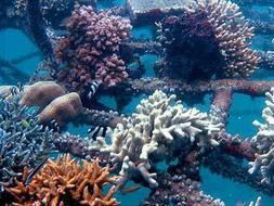 Valencia instala frente a la Malvarrosa el primer arrecife artificial de España para fines medioambientales y turísticos