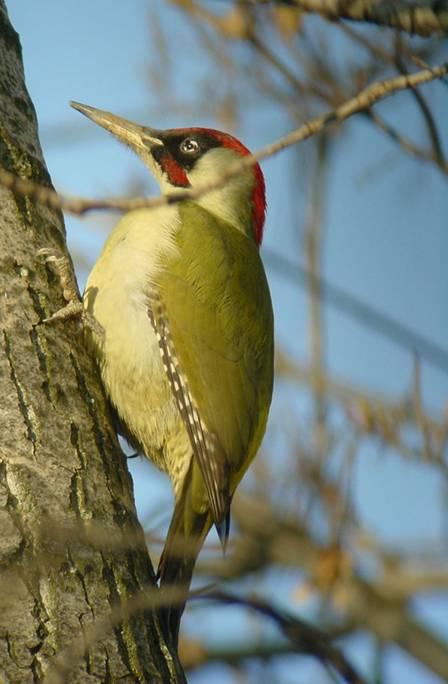 Pájaro carpintero en una casa de Galicia