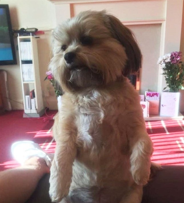 Mira como quedó este perro que se comió todo el pavo de Navidad entero