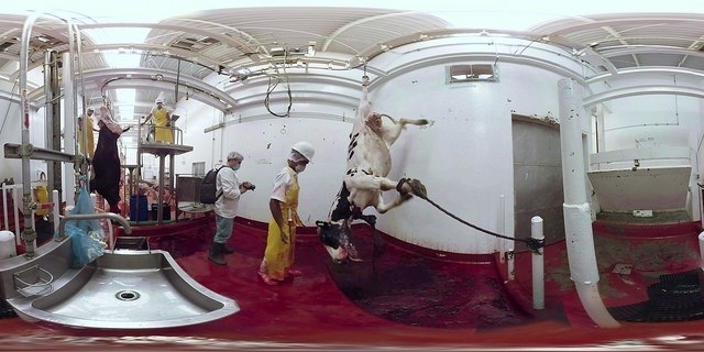 La actriz Evanna Lynch presenta un vídeo de realidad virtual para denunciar "maltrato" en la industria láctea