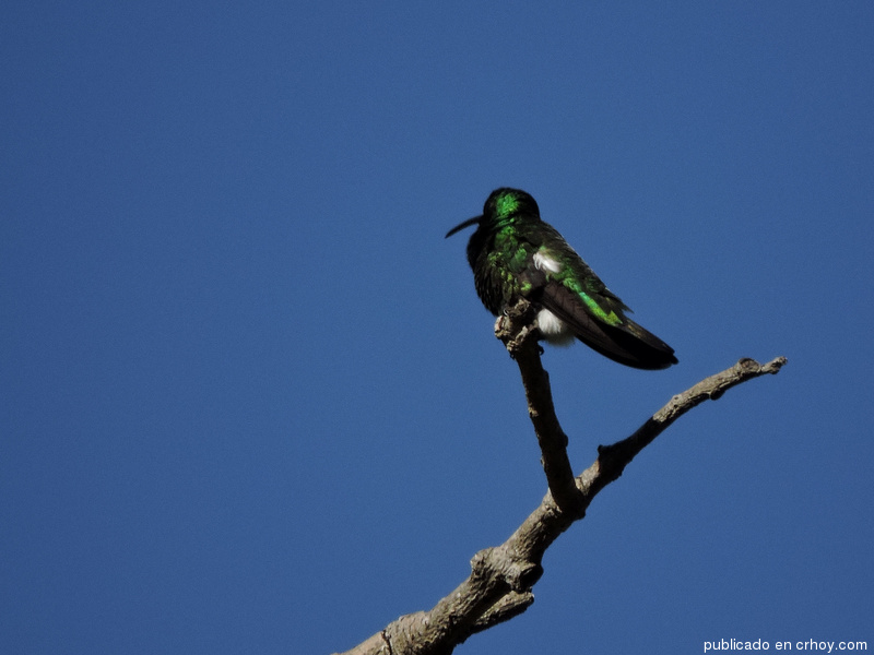 Costa Rica. Aves urbanas ofrecen espectáculo multicolor en Desamparados
