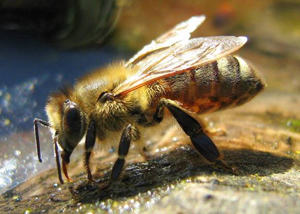 UE vetará al menos 2 años el uso de pesticidas que afectan a las abejas