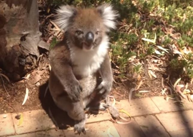 El bebé koala que te ‘enternecerá’ con sus llantos (Vea VIDEO)