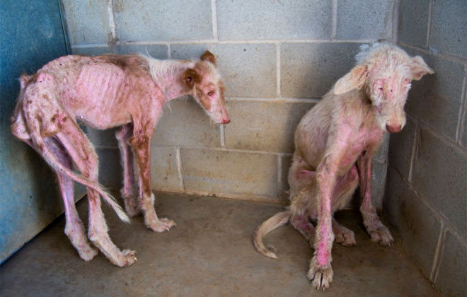 Ciudad Real abandonan dos podencas con signos de ‘maltrato animal’