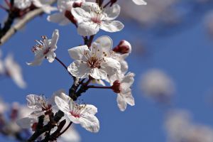 La Fundación Fondo para la Protección de la Naturaleza organiza la octava edición del Premio Fondena a la conservación de la fauna y flora