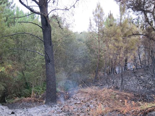 Dan por estabilizado el incendio de Ponte Caldelas (Pontevedra)