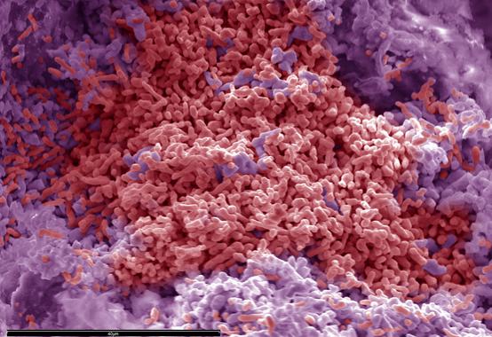 Organismos extremófilos bajo la península ibérica