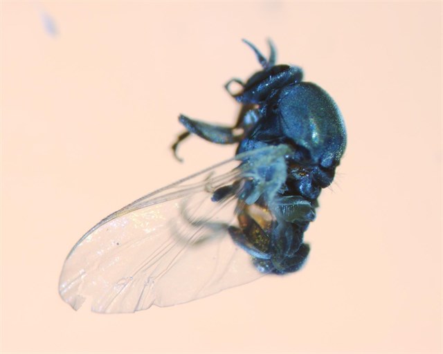 Cs pide que se ponga en marcha un plan nacional de control de la mosca negra