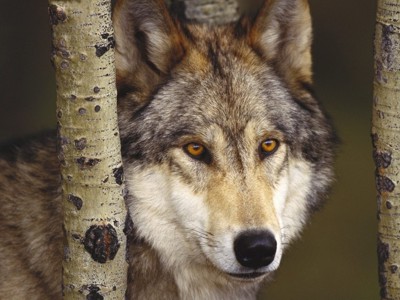 El PP pide que el lobo del norte y centro de España sea objeto de medidas de gestión