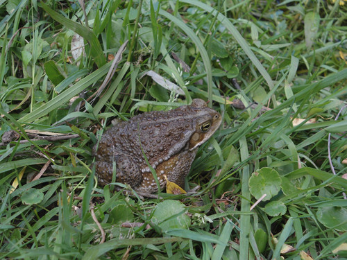 En Argentina estudian en anfibios la contaminación con metales