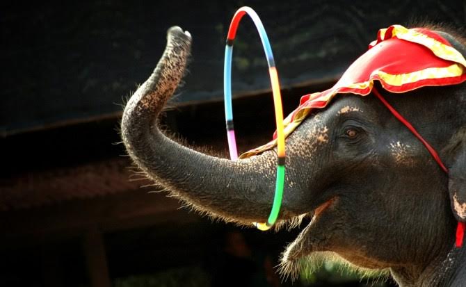 PACMA por el bienestar animal: sin circos