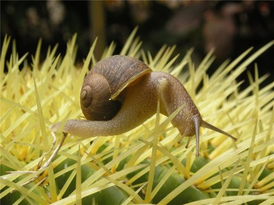 Los caracoles son un buen indicador de la recuperación de la fauna tras un incendio