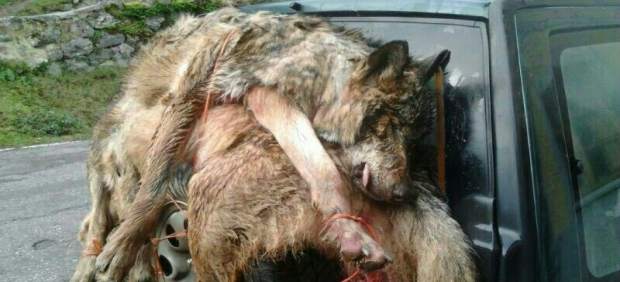WWF denuncia en fiscalía las batidas indiscriminadas de lobos en un tercio de Asturias
