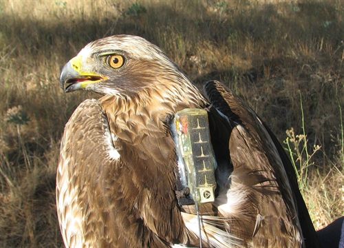 Nuevo sistema de marcaje de geolocalizadores en aves