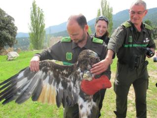 Murcia incrementa la población de águila real en la Región