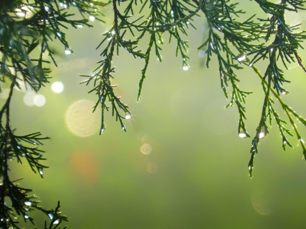 Tu navidad más ecológica ‘todos los secretos’