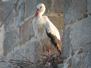 Colmenar Viejo acoge a 135 parejas de cigüeña blanca