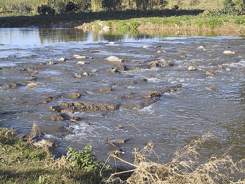Acciónatura inicia el proyecto de restauración del río Llobregat