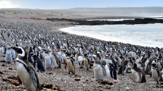 Argentina: Desde mañana se podrá visitar la pingüinera de Punta Tombo