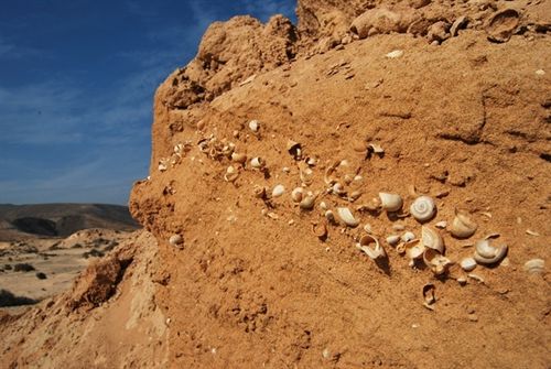 Fósiles de caracoles revelan que las islas canarias orientales fueron más húmedas