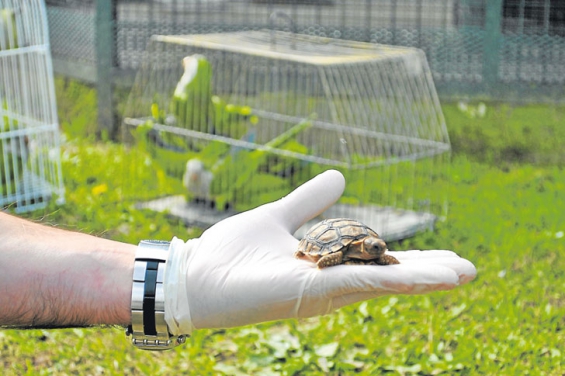 Argentina: Crece el comercio ilegal de animales por internet