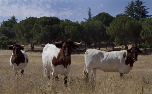 El Imidra firma un convenio para la conservación de la raza de vaca Berrenda