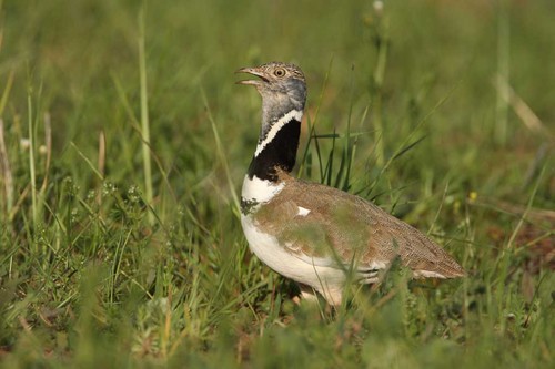 Los fines de semana son estresantes para las aves esteparias