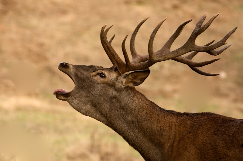 Andalucía ‘subraya’ la importancia de la berrea como recurso de impulso de gestión de montes