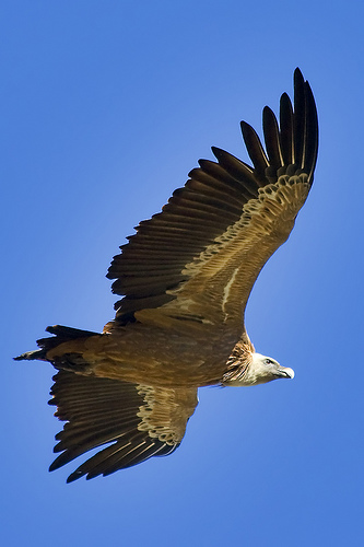 Mallorca recibe 8 buitres leonados