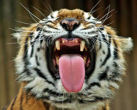 La Guardia Civil mata a tres tigres que se escaparon hoy de un zoo de Gran Canaria