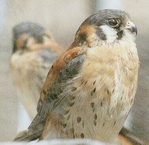 El uso de halcones ayuda a controlar la fauna en los vertederos