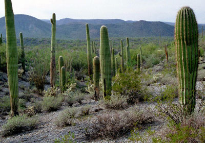 La lluvia es la ‘clave’ de todos los ecosistemas semiáridos