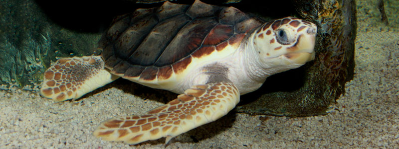 Los intrépidos viajes de las tortugas marinas