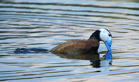 La "Estrategia para la conservación de la Malvasía cabeciblanca en España" aporta criterios para mantener el equilibrio de esta especie con su hábitat