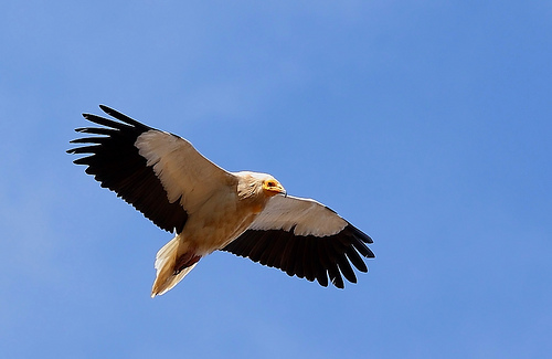 Los alimoches marcados por WWF regresan de África