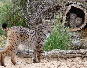 Nacen dos nuevos linces en la Olivilla (Jaén)