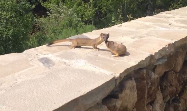 La familia de hurones ‘siempre’ unida (ver video)