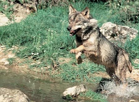 Andalucía recupera la ‘cordura’ con un plan para la recuperación del lobo ibérico