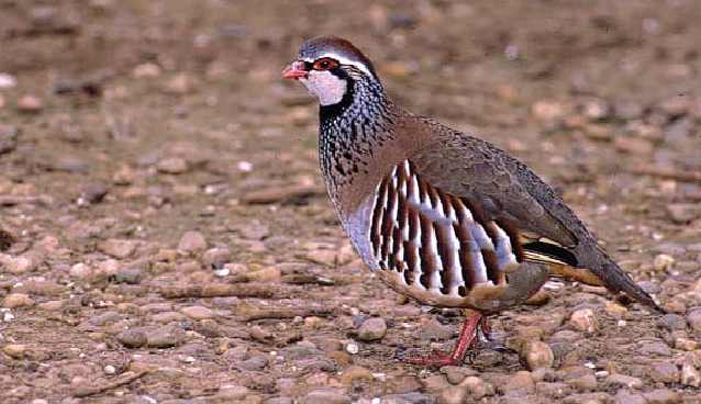 Las semillas tratadas con plaguicidas