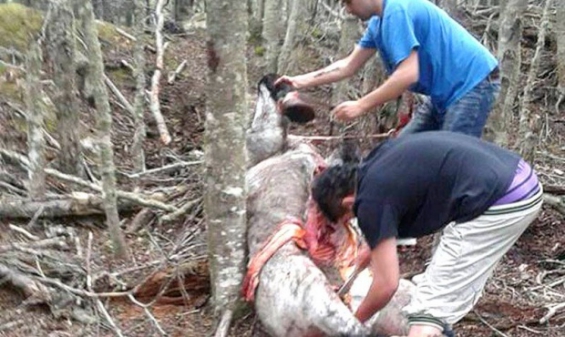 Argentina: Denuncian a una Jueza de Ushuaia que niega la defensa de un caballo asesinado a mazazos