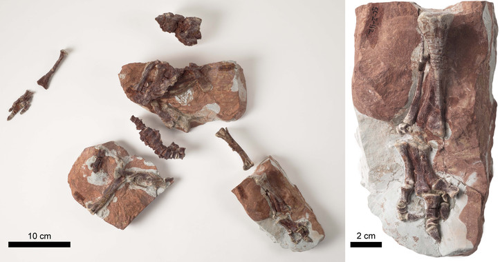 Qué sabes del ‘Iguanodon’ de Teruel