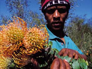 Shift in society’s behavior can limit biodiversity loss