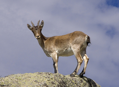 Andalucía. Analizan enfermedades en las poblaciones de cabra montés y jabalí de Sierra Nevada