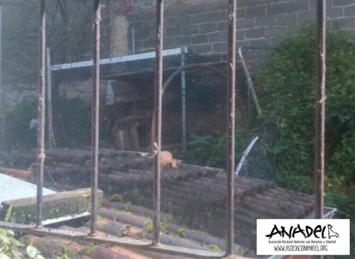 Denuncian a un ‘delincuente’ por tener un Lince Boreal en una jaula