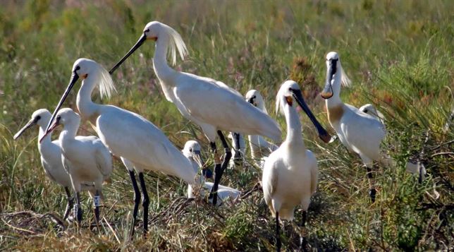 Andalucía ‘habilita’ para el uso público cuatro vías pecuarias del entorno de Marismas del Odiel