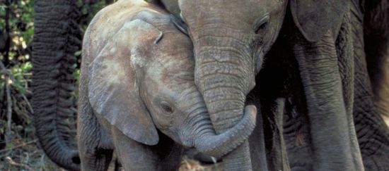 ¡Exigimos detener el tráfico internacional de crías de elefante!